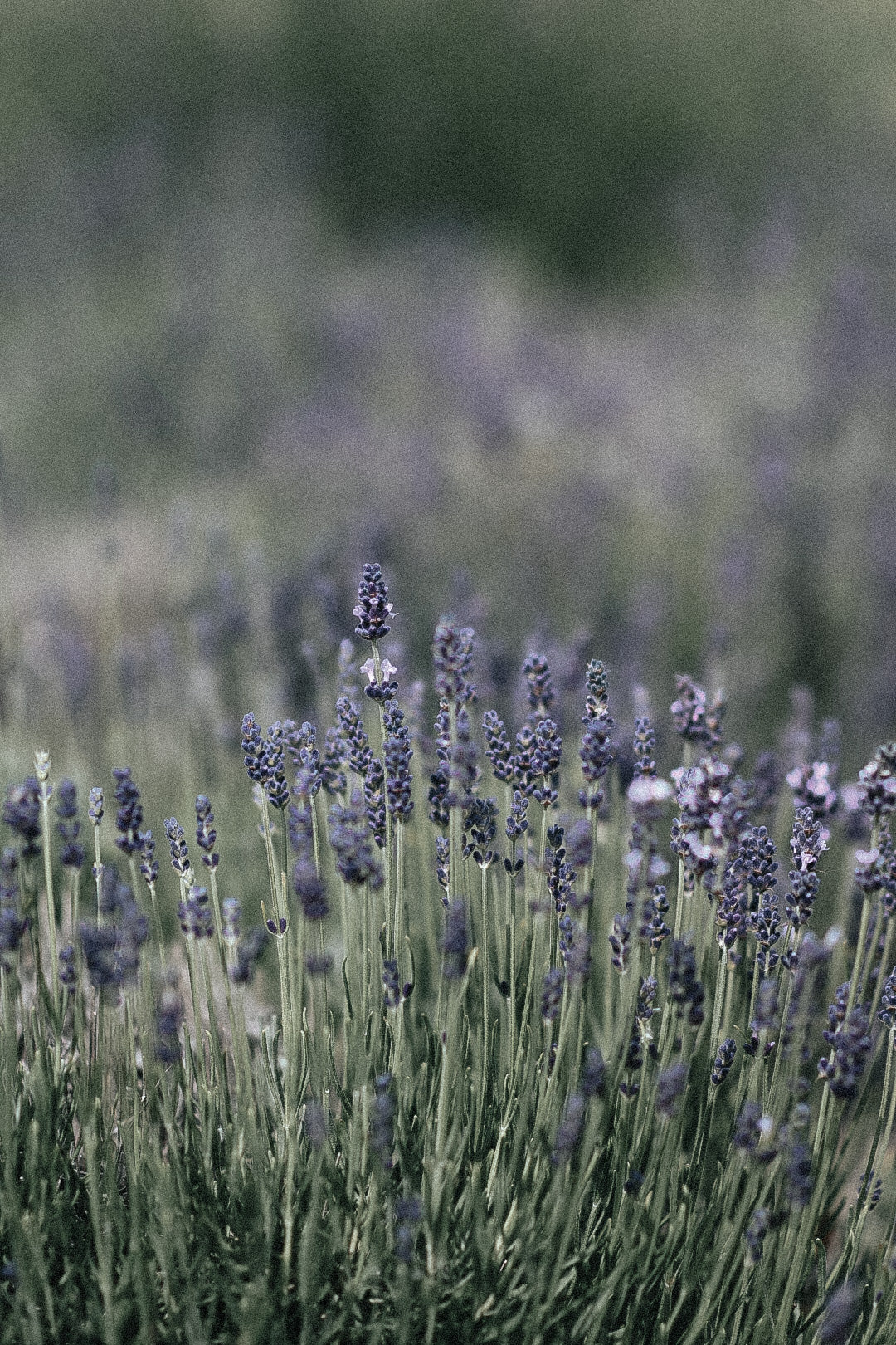 TONE Organic Garden Lavender
